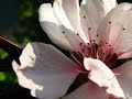 Spring cherry blossoms! - Spring ecards - Seasons Greeting Cards Spring cherry blossoms! - Spring ecards - Seasons Greeting Cards