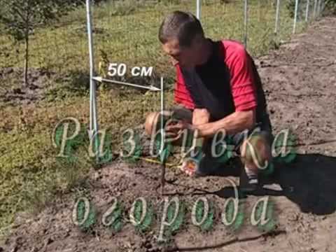 Удобрение из куриного помёта для клубники Удобрение из куриного помёта для клубники