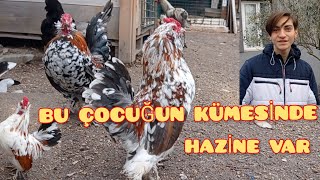 Bu Yaşta İspenç Horozları Ve Denizli Horozu Yetiştiriyor. Gördesmanisa.