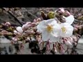 桜開花 東京にも春