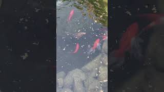 Fishes Swim / Рыбы Плавают