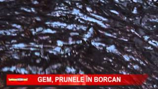 GEM PRUNELE IN BORCAN
