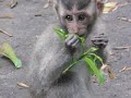 Monkey Sanctuary Ubud Bali Indonesia 1.wmv