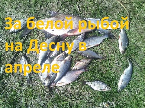 лещ на московскую оснастку лещ на московскую оснастку