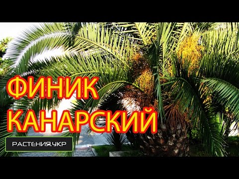 Пальма комнатная / Финик канарский / Финиковая пальма