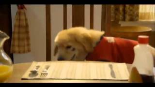 Pet Adoption Super Buddies Truly Amazing 15