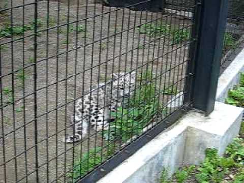 円山動物園　ユキヒョウの赤ちゃん