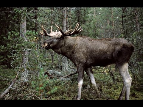 Trophy moose shot in Norway at 400 yards
