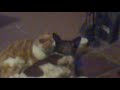 Jack Russell dog and cat best of friends.