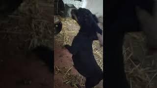 Jagd Terrier