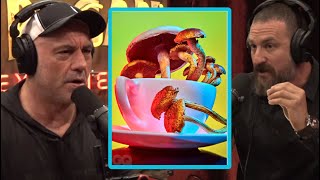 Why You Should Macrodose Not Microdose For Depression Joe Rogan & Andrew Huberman