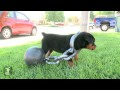 Rottweiler Puppy Gets The Ol' Ball And Chain! - Puppy Love