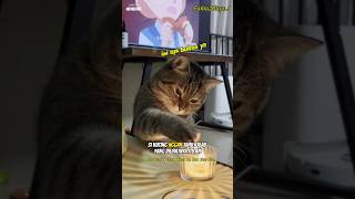 Kucing Vs Api