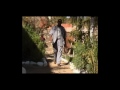 Eritrean New Movie 2011 Mewael Bfikri