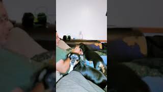 Our puppies stealing popcorn