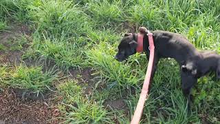 Patterdale Vs Jagd. Patterdale Estacado And His Humans. How To Condition Your Bull & Terriers. Fell