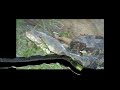 Ular Serpent images Ular Serpent