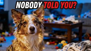 Getting A Mini American Shepherd Was Not What I Expected...