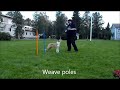 Smooth collie Enda training obedience and agility basics