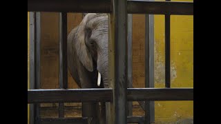 Pittsburgh Zoo's Sad Elephant Enclosure