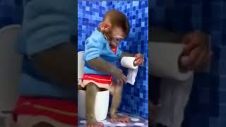One Of The Amazing Monkey Knows How To Use Toilet By Him Self This Is Very Good Monkey.