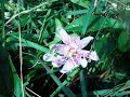 EatTheWeeds: Episode 34: Maypop, Passion Flower
