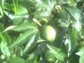 EatTheWeeds: Episode 34: Maypop, Passion Flower