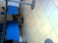 cane fa sesso alle poste