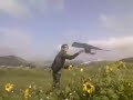 RC Hang Glider