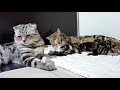 Mom Cat talking to her Kittens. 20 min BONUS video