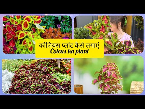 कोलियस प्लांट कैसे लगाएंColeus ka plantColeus ka paudhaHow to grow coleus plant कोलियस का पौंधा कोलियस प्लांट कैसे लगाएंColeus ka plantColeus ka paudhaHow to grow coleus plant कोलियस का पौंधा