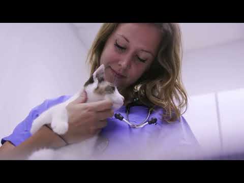woman in blue scrubs gently holding white and brown kitten 