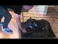 Learn to Train The Good Dog Way: The Crate