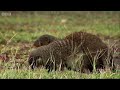 mongoose