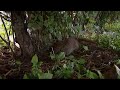 mongoose