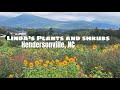 PLANT SH0PPiNG in Hendersonville, NC