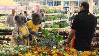 B&Q LET'S CREATE (KOALAS - LILY & CARL)