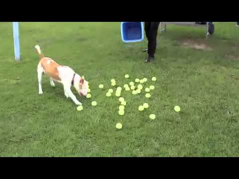 Puppy Lotto.m4v