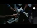 Cat caught with suspect gear 'detained' at Brazil jail