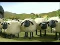 Shaun the Sheep: Off the Baa! (Now Available on DVD)