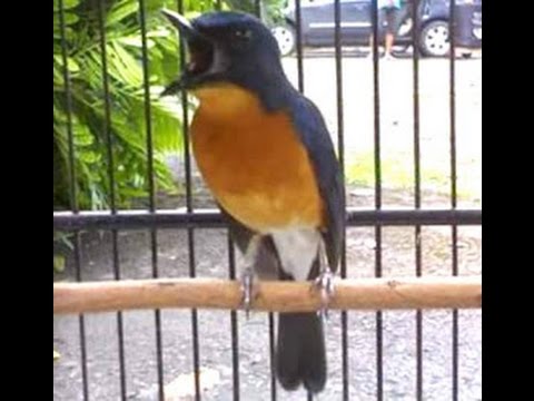 VIDEO : burung tledekan gunung gacor - burung sikatan sunda / sunda blue flycatcher (cyornis caerulatus) merupakan salah satu jenis burung flycatcher di indonesia, dan  ...