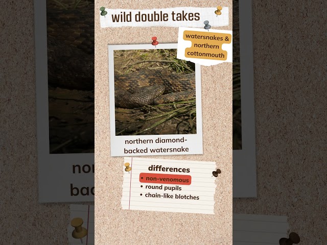 Watch Wild Double Take: Watersnakes and Northern Cottonmouth on YouTube.