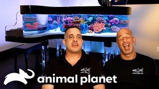 The Craziest Fish Tanks Ever Built Tanked Animal Planet