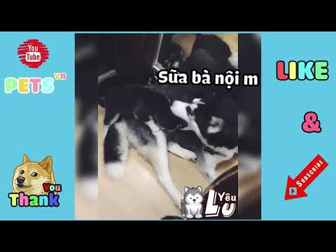 Vietsub -Những Clip Vui Nhộn Hài Hước Về Chó Mèo