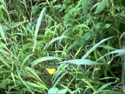sawarkhed ek gaon waryawarti gandh pasrla .wmv