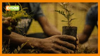 Environmentalists Craft New Ways Of Raising Forest Cover To 40 Percent