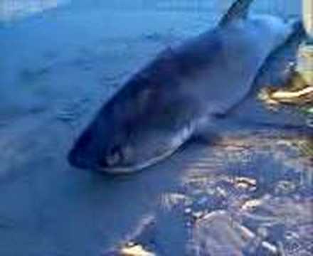 Rockaway Beach Queens. Rockaway beach shark