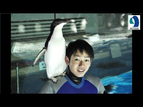 【名古屋港水族館】肩乗りペンギン～掃除していると勝手に乗ってきます (11月04日 16:01 / 9 users)