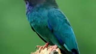 Masteran tengkek buto speed lambat,agar Lovebird ngekek panjang.