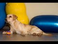 spca